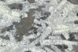 Fossil Graptolite Cluster (Didymograptus) - Great Britain #103419-1
